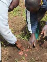 Kyläläiset ihmettelemässä kouluttajien kanssa demopeltoa, jolla vertailtiin tervesiemenperunatuotannon satoa sekä vanhoilla mukuloilla tuotettua satoa.