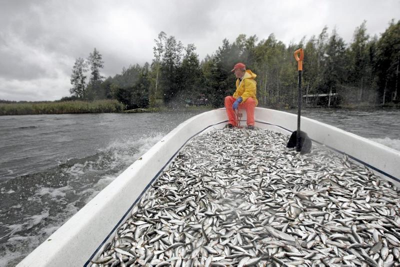 Hoitokalastus ja kalavesien hoito (Jukka Ruuhijärvi, Lapin kalatalouspäivät 2012) Monissa järvissä hoitokalastuksen päätavoite on kalatalouden kohentaminen Rehevöityminen ja petokaloja