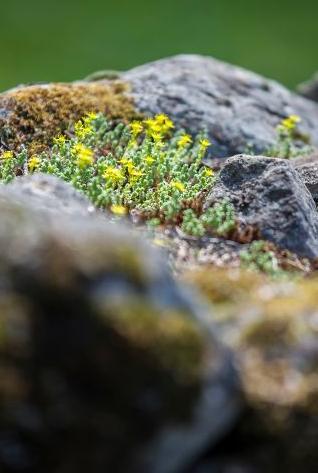 Marjaana Mäkinen ja Taru Parviainen. 12. sunnuntai helluntaista, Itsensä tutkiminen. Metsäkirkko su 19.8. klo 13. Riihijärventie, kyläyhdistyksen savusaunan kohdalla. Kahvit.