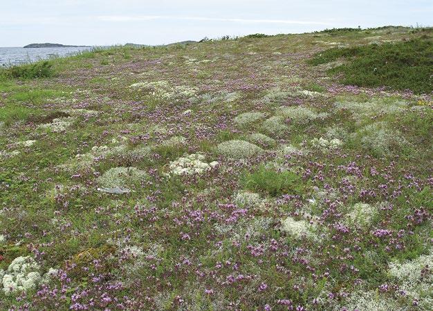 Sandtuvorna Stora Revet, Kökar.