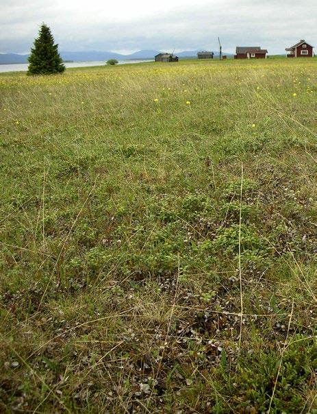 ruohoketoja heinäkedoiksi. Pienruohokedot sijaitsevat lisäksi usein rakentamiselle otollisilla paikoilla. Luokkamuutoksen syyt: Ei muutoksia.