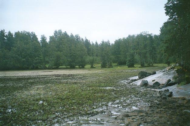 Härmänsaari, Orivesi. Kuva: Leena Kääntönen myös keskiveden yläpuolella geolitoraalin alaosassa. Yhdyskuntia luonnehtii laidunnuksesta hyötyvien, pienikokoisten ja matalakasvuisten lajien runsaus.