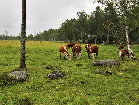 Suursararantaniittyjen ala on supistunut samaa tahtia muiden järvenrantaniittyjen alan kanssa.