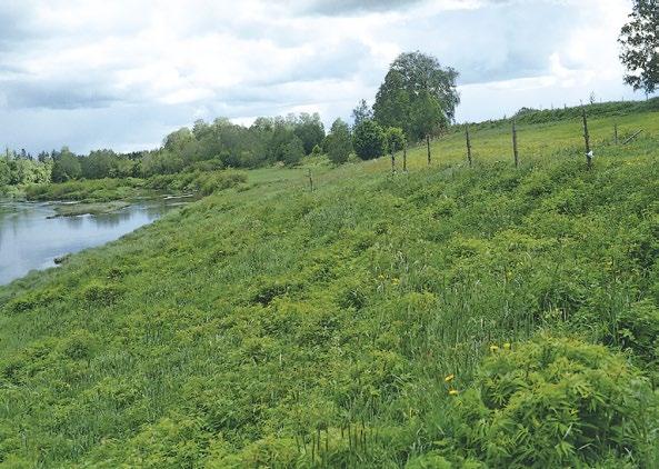 ruovikoituminen muuttavat rannan kasvillisuusvyöhykkeiden suhteellisia osuuksia, jolloin laidunnuksesta ja niitosta hyötyvät matalakasvuiset kasviyhdyskunnat häviävät.