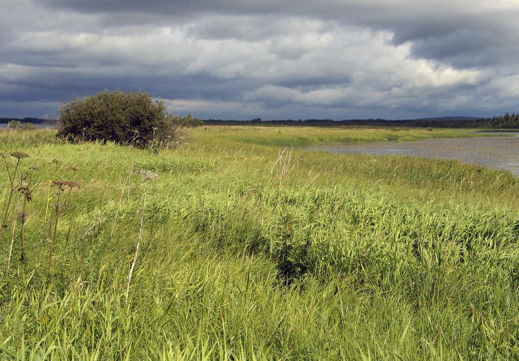 Kemijärvi. Kuva: Merja Lipponen heinätulvaniityt ovat esimerkiksi Oulangan kansallispuiston tärkeimpiä tulvaniittyjä, joita tavataan erityisesti purojen suistoissa.