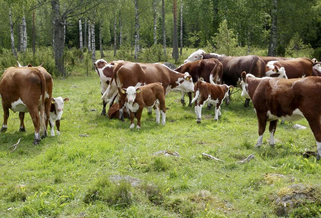 Vanhan lehtipuuston ja lahopuun myötä lehtipuuhakoihin kuuluu myös epifyyttilajistoa ja, etenkin valoisassa ympäristössä, järeillä puilla viihtyvää lahopuiden lajistoa sekä kolopesijöitä.