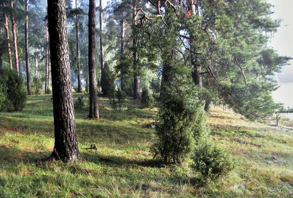 Paddainen, Sauvo. Kuva: Hanna Hakamäki uhanalaisia valtakunnallisesti, eivätkä Etelä-Suomessa (B1 B3: LC).