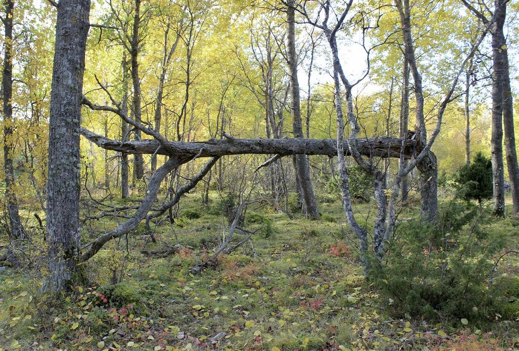 Jungfruskär, Parainen. Kuva: Maija Mussaari Maantieteellinen vaihtelu: Ei merkittävää. Lajisto vaihtelee levinneisyytensä mukaan.