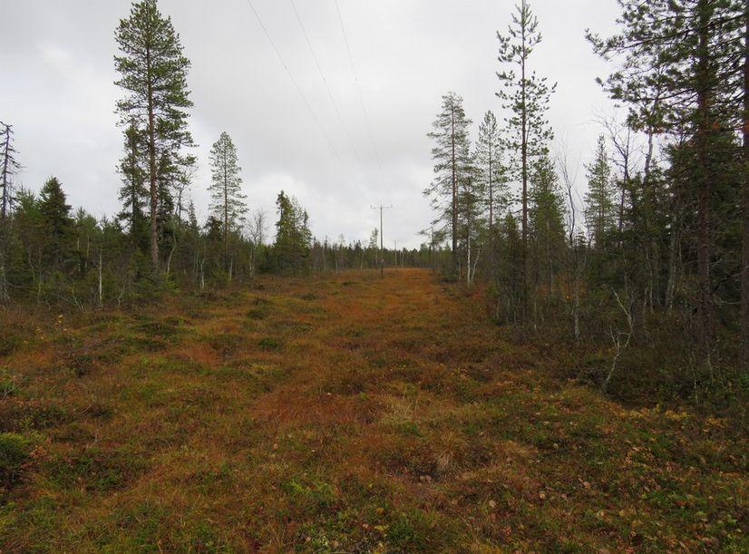 Metsä- ja mökkitie alueen länsiosassa, kuva