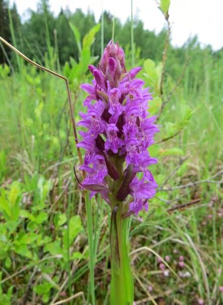 Ravinteisella rantasuolla kasvoi kesällä 2013 vähintään 20 uhanalaisen VU suopunakämmekän (Dactylorhiza