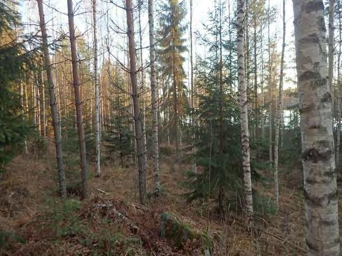 Paikka olisi sopiva esihistorialliselle leiripaikalle mutta kivikkoisessa maaperässä ei koekuopissa mitään merkkejä esihistoriasta (ks. kansikuva). Niemessä on nykyainainen nuotiopaikka.