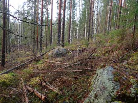 Alemmalla tasolla, lähellä rantaa, ympäristö on kosteapohjaista ja osin kivistä metsämaastoa. Lammen on kaava-alueen kohdalla matalaa ja ruohottunutta rantaa.