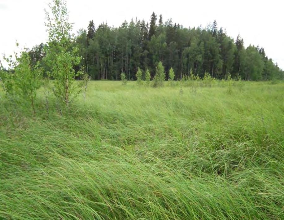 mäntyä sekä vähän koivua kasvava saari, jossa on vähän lahopuuta (saaressa on