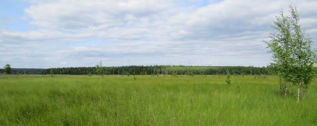Purinkallion kallioalue ja runsaslahopuustoinen metsä (kartta 6, kohde 6) Purinkallio on järveen viettävä kallio, jolla on pienialaisia jäkälikköjä.