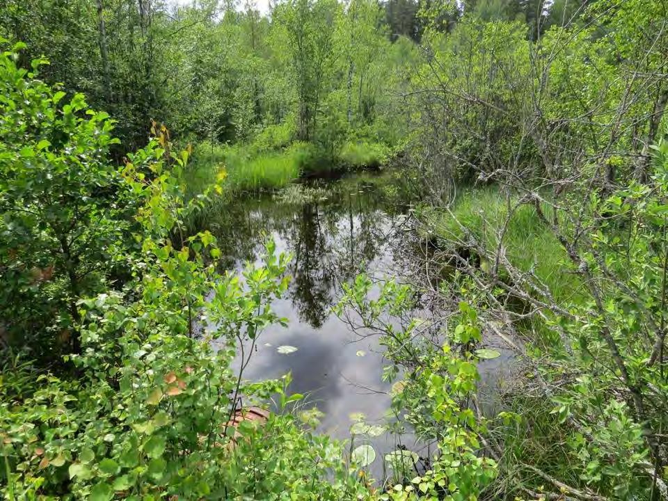 Janakkalan Harvialan ranta-asemakaavan muutokseen liittyvät luontoselvitykset 20