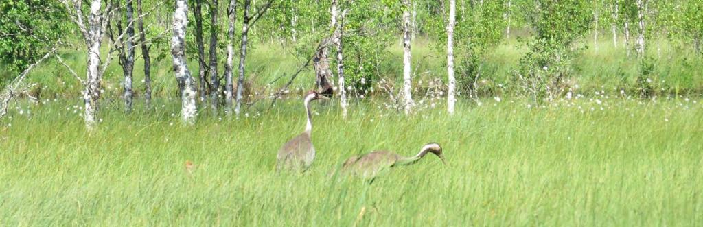Janakkalan Harvialan ranta-asemakaavan muutokseen liittyvät luontoselvitykset 2012 2014 uhanalaiseksi VU arvioitu luontotyyppi, joka on myös vesilain suojelema kohde.