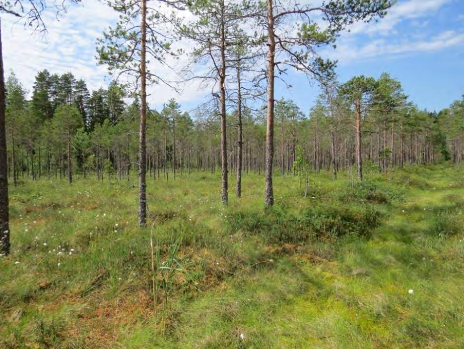 Tupasvilla kasvaa runsaana ja myös suokukkaa (Andromeda polifolia) löytyy huomattavan paljon. Suurin osa kuviosta muistuttaa tupasvillarämettä, joka vaihettuu reunaosissa isovarpurämeeksi.