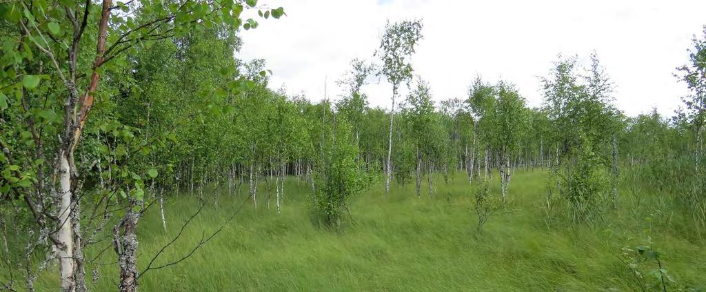 Janakkalan Harvialan ranta-asemakaavan muutokseen liittyvät luontoselvitykset 2012 2014 ja karpaloa. Rämeeltä löytyi kurjen L-dir sulkia. Suon pohjoisosa on suursaravaltaista nevaa.