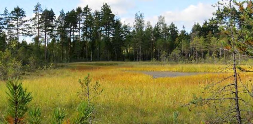 Janakkalan Harvialan ranta-asemakaavan muutokseen liittyvät luontoselvitykset 2012 2014 Koiralamminsuon ojittamaton osa (kartta 11, kohde 5) Suolta rajattiin osa, jossa ojituksen kuivattava vaikutus