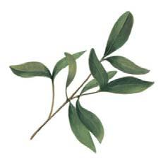 96,7 % Vaikuttavat aineet Akaasia Acacia decurrens Alkuperämaa: Ranska Alun perin Australiasta kotoisin oleva pensas, joka kasvaa tänä päivänä viljeltynä kaikkialla Välimeren maissa sekä Etelä