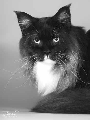 VETERAANI. SC/GIP S*Moon Kewas Lord Duke of Argyll, DVM "Turbo". Vanha herra täyttää kohta 9 vuotta ja olemme reissanneet näiden vuosien aikana näyttelyissä sekä kotimaassa että ulkomailla.