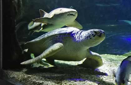 satamassa sijaitsevassa Sea Life -akvaariossa.