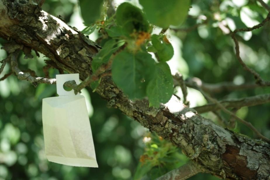 6.2 Omenan maltoäkämäpunkkikokeen käsittelyt ja näytteiden tutkiminen Omenatarhasta kokeeseen valittiin yksi omenapuurivi, jonka lajikkeena oli Punainen Atlas.