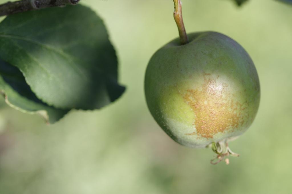 Kuva 4. Omenan maltoäkämäpunkin vioitusta hedelmässä (kuva Ilona Hulshof) Päärynäpuun äkämäpunkki Eriophyes pyri tekee samanlaista tuhoa päärynäpuille, kuin omenan maltoäkämäpunkki omenapuille.