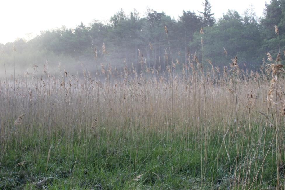 6 Kuva 6: Ruovikko, johon selvitysalue rajautuu itäreunalla 2.