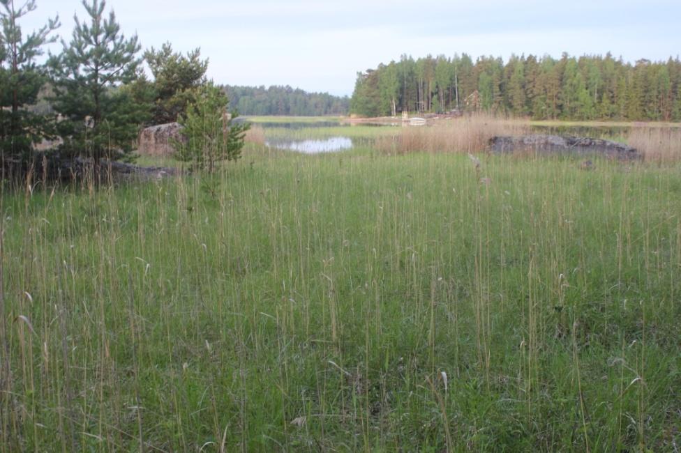 8 2.8 Eteläosan kuvio 3 Kuvio 3 on rantaniittyä, jossa on paikoin rantakalliota näkyvissä.