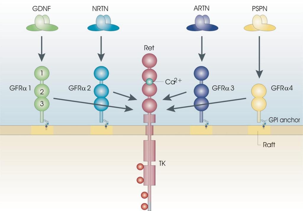 GDNF & neurturin (NRTN) hermokasvutekijöitä on testattu Parkinsonin tautiin potilailla Trupp et al, Nature, 1996 Airaksinen & Saarma 2002; Nature Rev.
