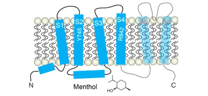 12 Kuva 1. Mentolireseptorin rakenne. Kuvassa näkyvät solukalvon läpäisevät domeenit (S1-S6), aminopää (N), karboksyylipää (C) ja mentolin sitoutumispaikka (Rath ym. 2016). 3.1.2 Toiminta ja säätely Mentolireseptori on mm.
