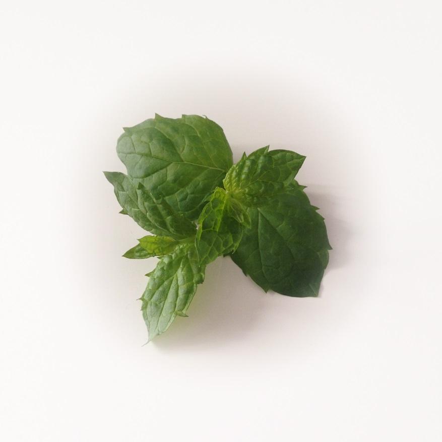 16 Kuva 4. Minttu (Mentha spicata). Mentoli on rasvaliukoinen aine, joka siten liukenee hyvin rasvaliukoisiin liuottimiin.