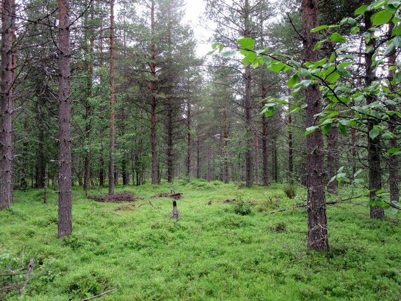 Tasaista tuoreehkoa kangasta, paikoitellen soistunut, nuorta