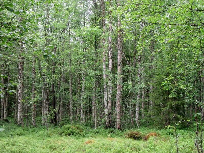 Voimalapaikka kuvattu metsätieltä länteen, tasainen kivinen