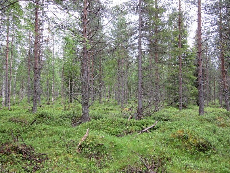 Matala kuivahko kangas, nuorta kasvatusmetsikköä, laikutettu. Kuva 15.