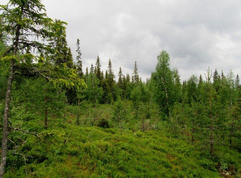 14 Kuva 16. Voimalapaikka Kuninkaankuusikon laella kuvattu etelään.