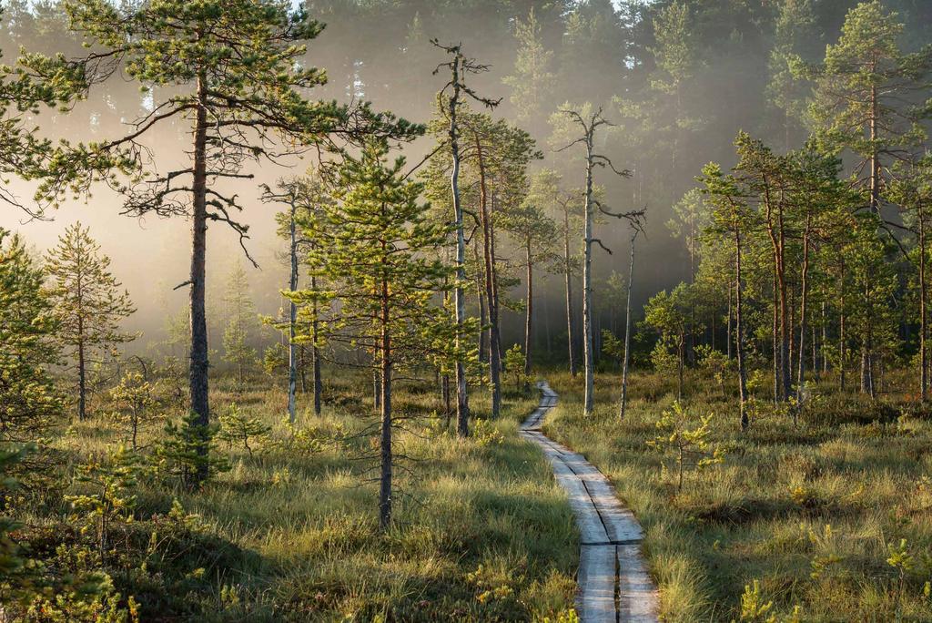 VASTUULLISEN TOIMINNAN SUUNNAN- NÄYTTÄJÄ YMPÄRISTÖ Metsähallitus vastaa arvokkaiden luontotyyppien, lajien sekä kulttuuriperinnön suojelusta, hoidosta ja seurannasta hallinnassaan olevilla alueilla.