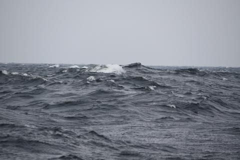 13 Tuulen kehittämää aallokkoa Itämerellä. Kuva: Heidi Pettersson Aallonkorkeudella tarkoitetaan aallon pohjan ja huipun välistä korkeuseroa.