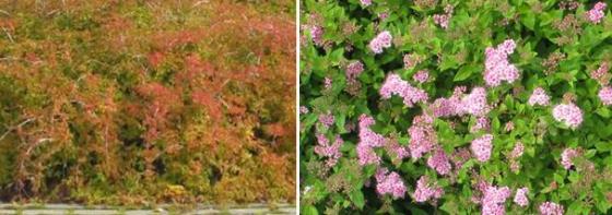Kokoojakadun periaateleikkaus. Kevyen liikenteen väylä on erotettu ajoradasta viherkaistalla, jolle tulee kaavamääräyksen mukaan istuttaa pilaritervaleppää, (Alnus glutinosa f.