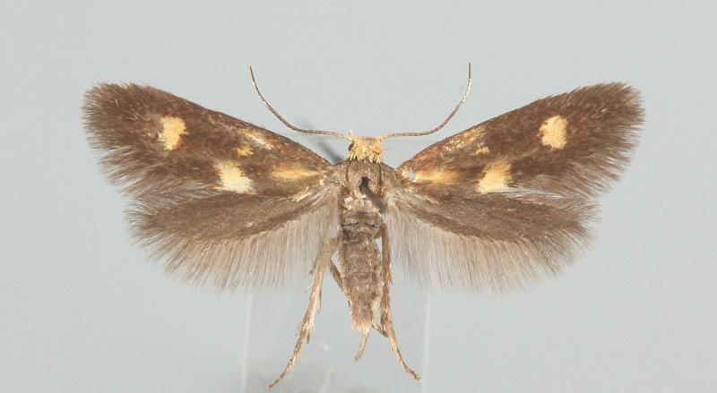 Phaulernis fulviguttella (Zeller, 1839) Tuntomerkit. Siipiväli 10-11 mm. Etusiivet tumman harmahtavanruskeat.