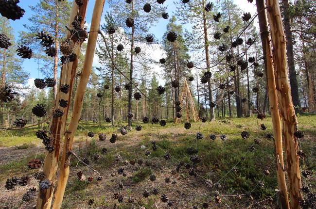 Projektissa tarkastellaan taiteen keinoin ympäristön tilaa paikallisista ja globaaleista näkökulmista sekä osallistutaan Hannukaisen rautamalmikaivossuunnitelman vastustamiseen.