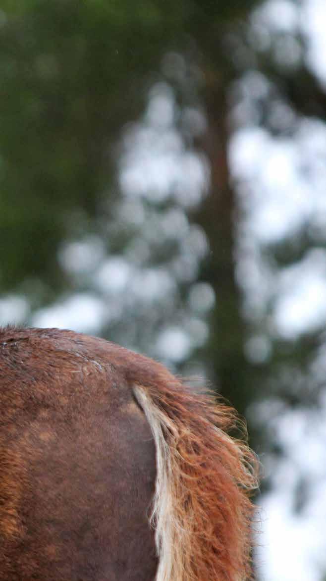 TOIMINTASUUNNITELMA 2019 Hevosen hyvinvoinnin varmistaminen kaikilla sektoreilla Hevosen hyvinvointi on kaiken toiminnan perusta nykyaikaisessa raviurheilussa.