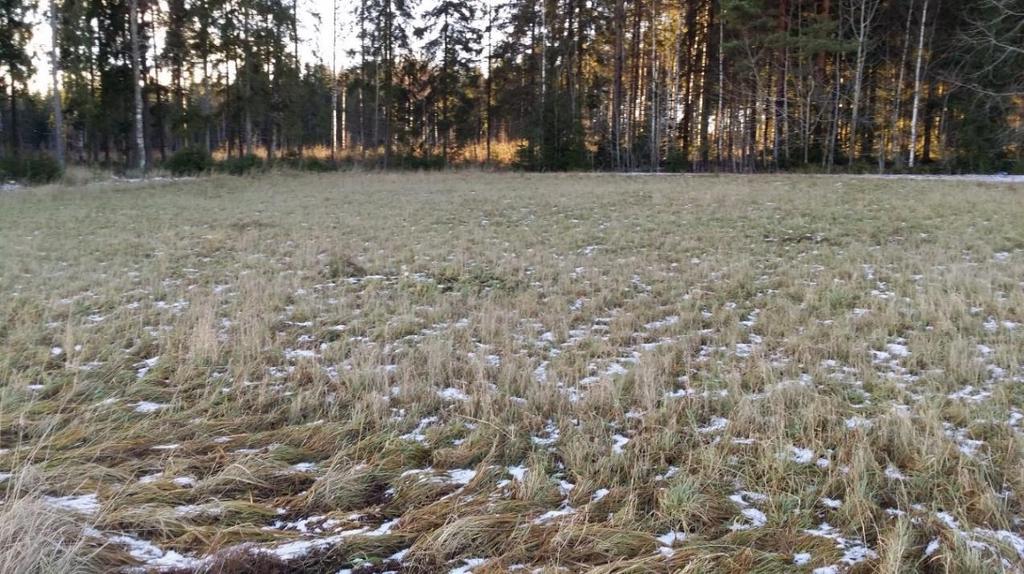 Kuva 1. Monivuotinen nurmipelto. Talven ajaksi pellolle jätettävä kasvimassa sitoo peltomaata, mikä vähentää eroosiota ja kiintoainekuormaa.