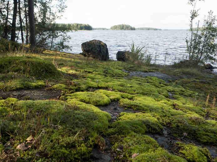 Muutos 1950-luvulta: Vuonna 1953 kallion edustalla vedessä on kasvanut hajanaisesti ruokohelpeä (Phalaris arundinacea) sekä erittäin vähän järviruokoa (Phragmites australis) ja ojasorsimoa (Glyceria