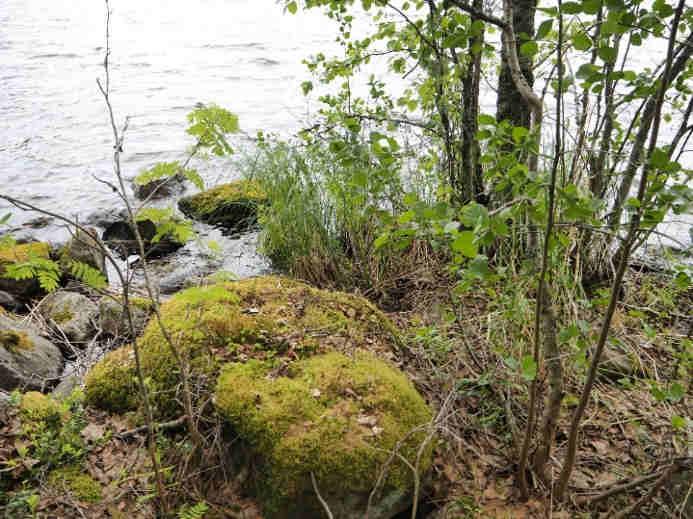 19. LEMETNIEMI, MUUKKO 61.108843, 28.340127 Lappeenranta 13.6.2016 Eurola vieraili alueella 13.8.1953 Paikantaminen ja maankäyttö: Louhikkoisen rannan paikallistaminen onnistui helposti.