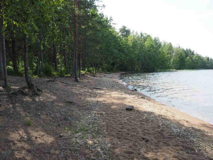 ja tiheä lehtipuiden vyöhyke. Tervalepän (Alnus glutinosa) ohella viiltosara (), keltakurjenmiekka (Iris pseudacorus) ja suomyrtti (Myrica gale) kasvavat näytealalla jokseenkin runsaina.