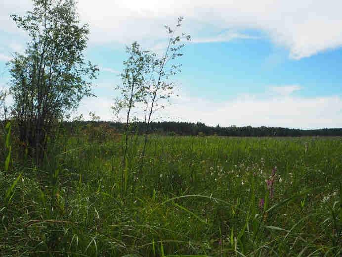 1950-luvulla metsänrajassa on kasvanut runsaasti siniheinää (Molinia caerulea) ja sammalista etenkin jokapaikanrahkasammalta (Sphagnum angustifolium).