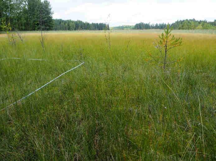 Muutos 1950-luvulta: Kasvillisuus oli rehevää Märkälänlahden perukassa jo 1950-luvulla. Valtaosa rannasta on ollut Carex lasiocarpa -suursaranevaa.