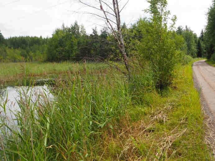 Muutos 1950-luvulta: Ranta on toiminut hevoslaitumena 1950-luvun alkupuolella. Koealan läpi on kulkenut jo tuolloin oja ja hiekkatie.